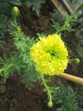 column INFLORESCENCE