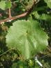 column Leaves