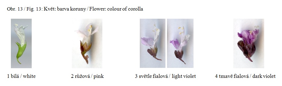 019 Flower – color of corolla
