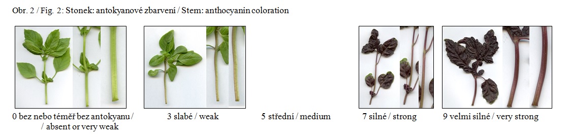 003 Stem – anthocyanin coloration