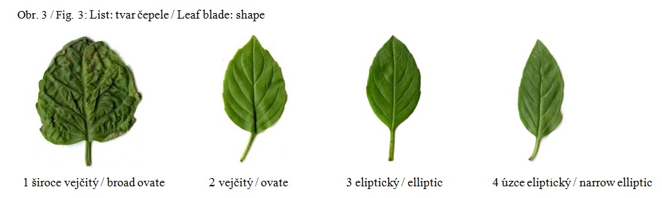 004 Leaf blade – shape