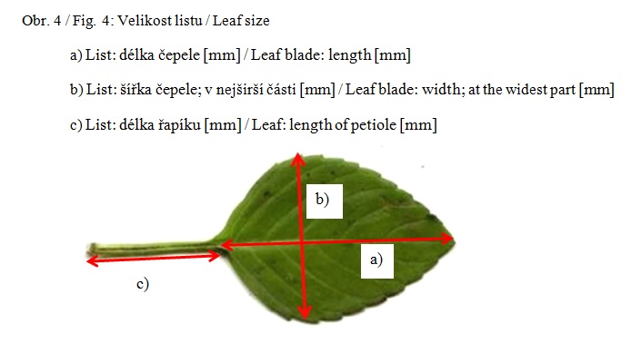 006 Leaf blade – width 