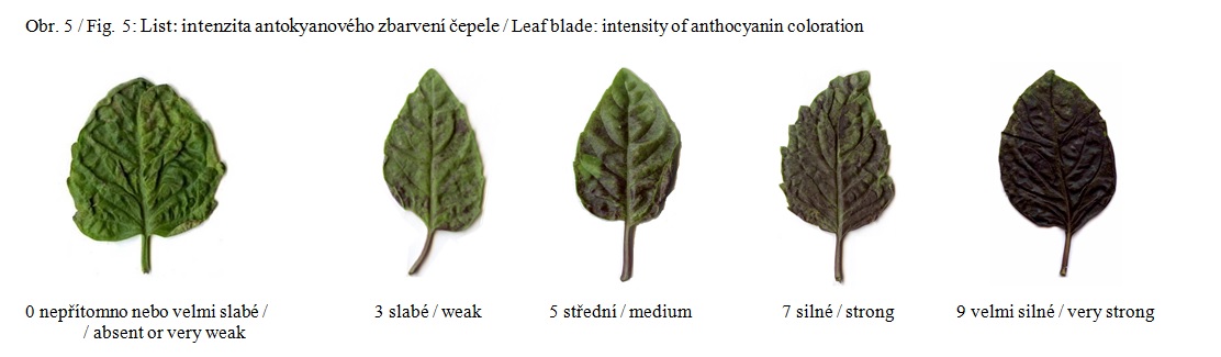 007 Leaf blade – intensity of anthocyanin coloration