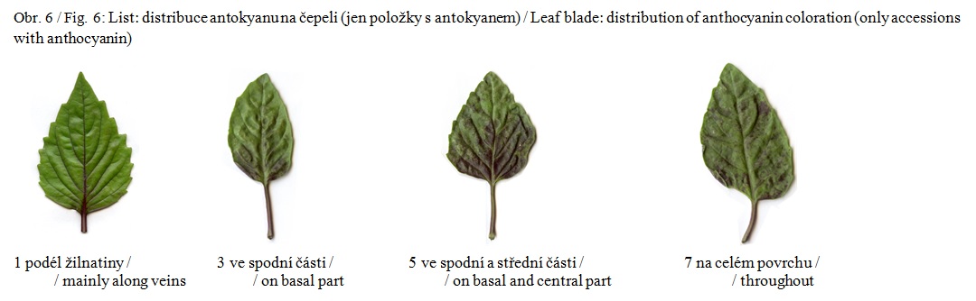 008 Leaf blade –  distribution of anthocyanin coloration