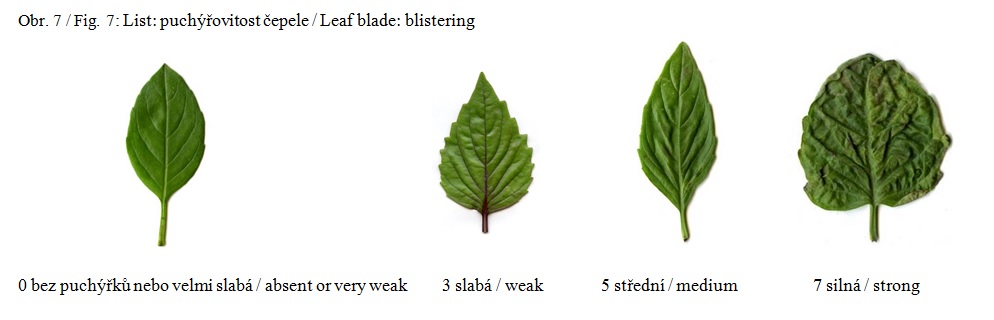 011 Leaf blade – blistering