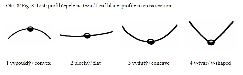 012 Leaf blade – profile in cross section