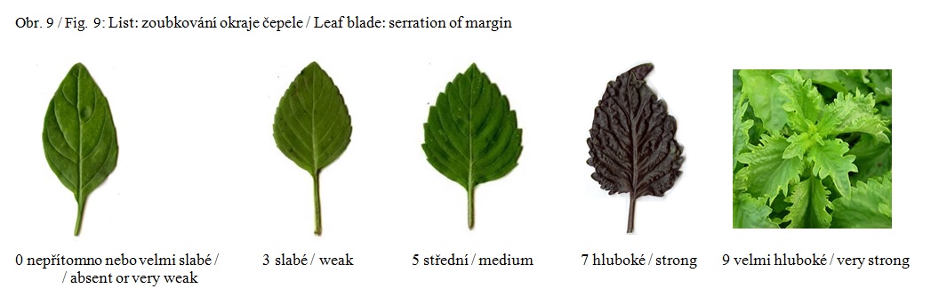 013 Leaf blade – serration of margin