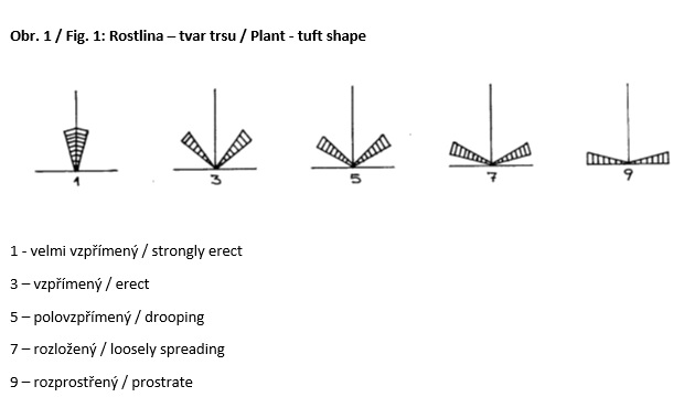 004 Plant - tuft shape (at tillering)