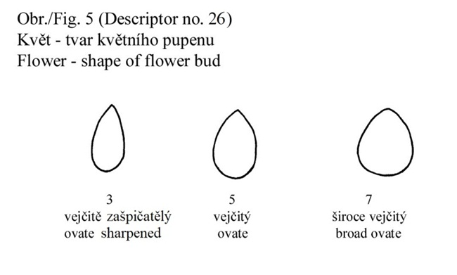 026 Flower - shape of flower bud