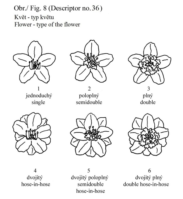 036 Flower - type of the flower