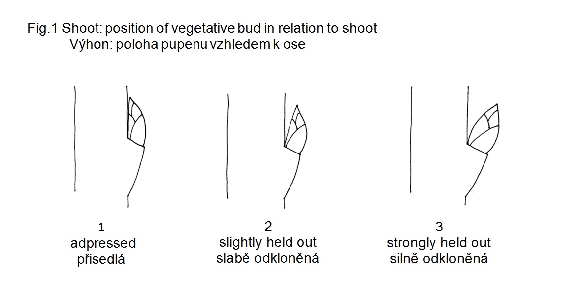 008 Shoot: position of vegetative bud in relation to shoot