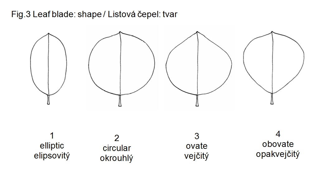 012 Leaf blade: shape