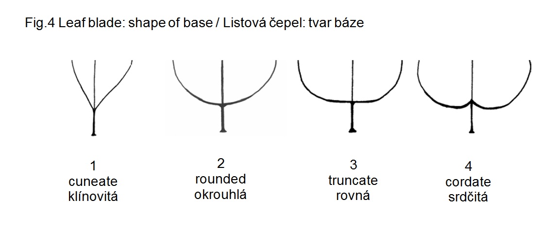 013 Leaf blade: shape of base