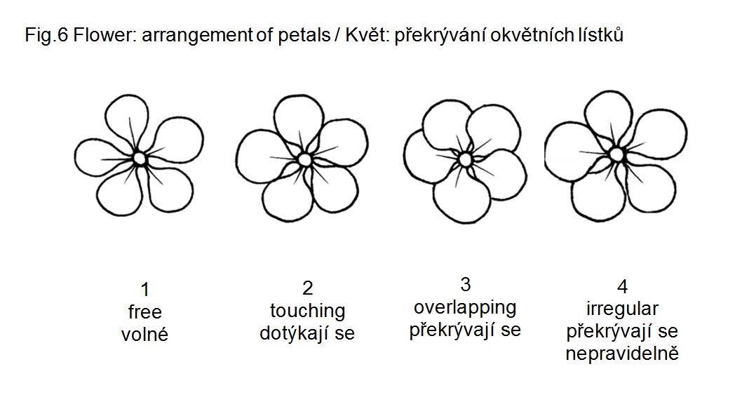 019 Flower: arrangement of petals 