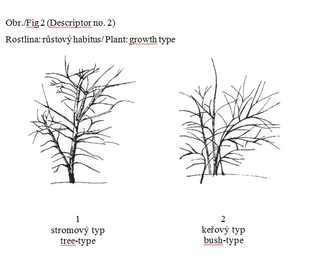 Plant: growth type