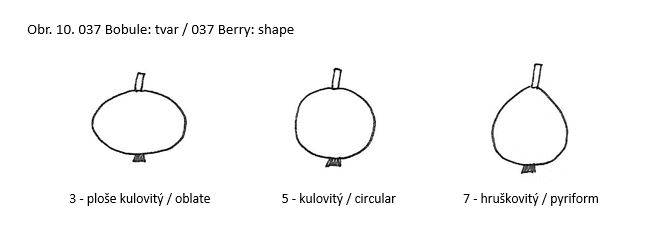 037 Berry: shape