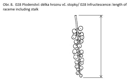 028 Infructescence: length of raceme including stalk