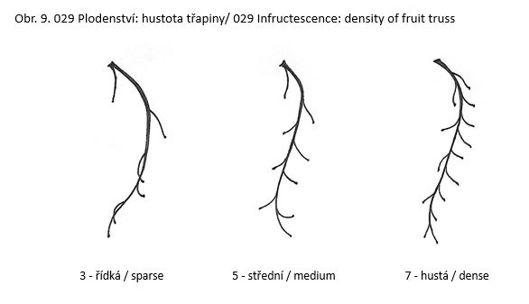 029 Infructescence: density of fruit truss
