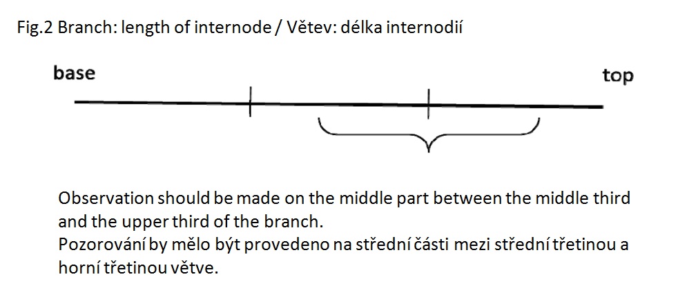 010 Branch: lenght of internode