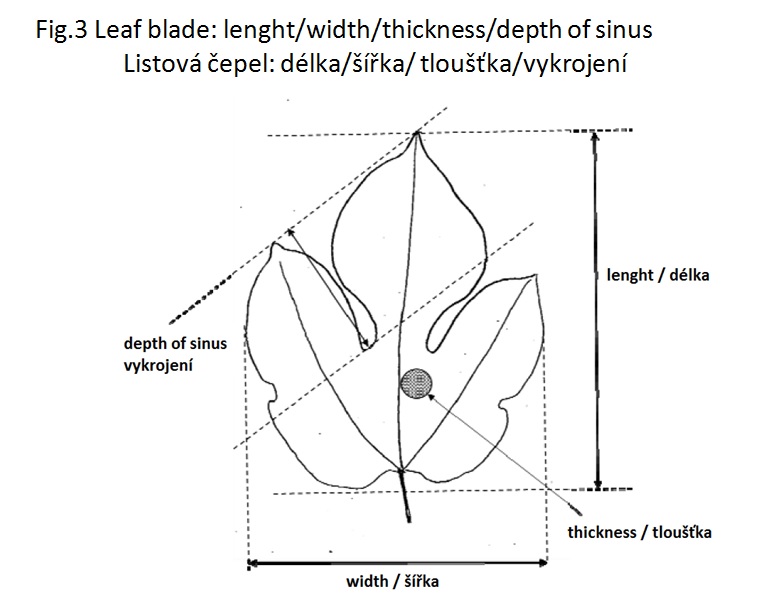 019 Leaf blade: depth of sinus