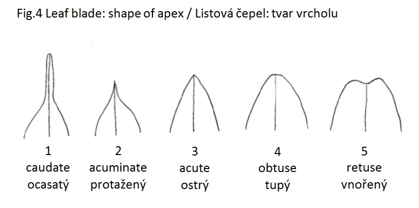 016 Leaf blade: shape of apex
