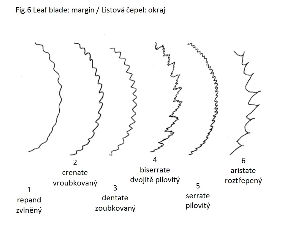 020 Leaf blade: margin