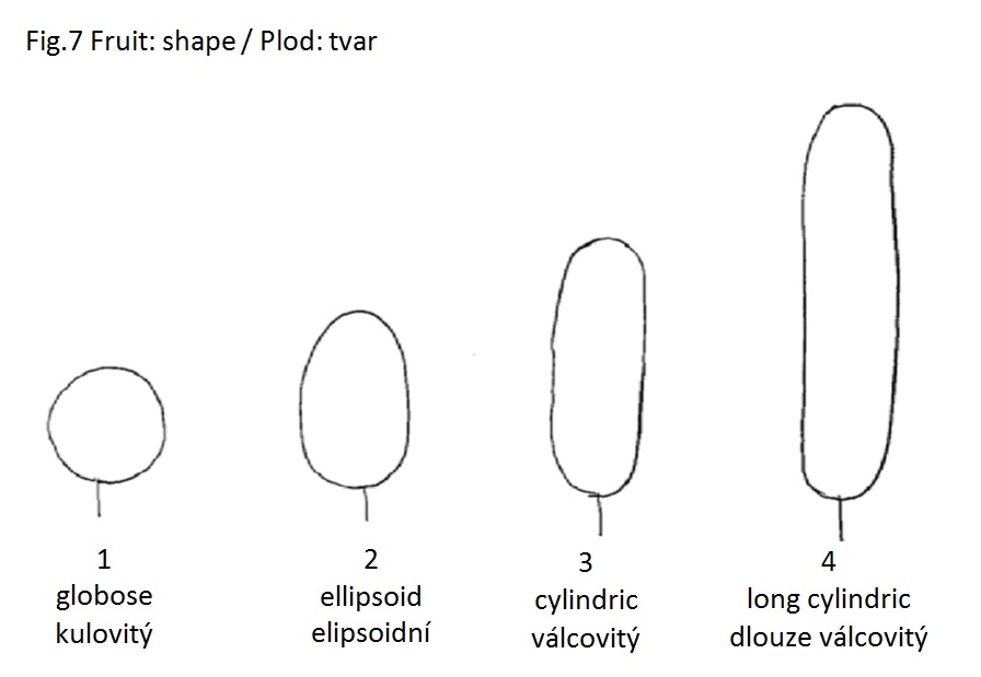 030 Fruit: shape