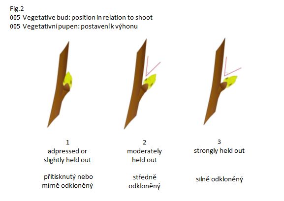 005 Vegetative bud: position in relation to shoot