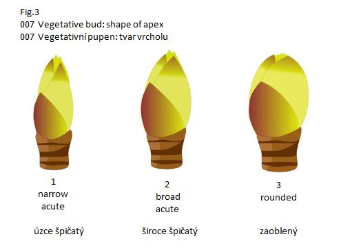 007 Vegetative bud: shape of apex