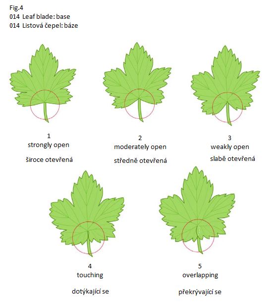 014 Leaf blade: base