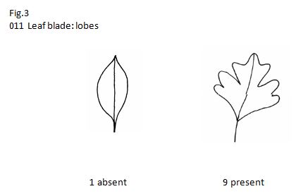 011 Leaf blade: lobes