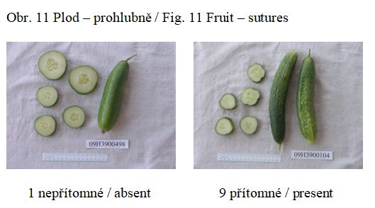024 Fruit – sutures