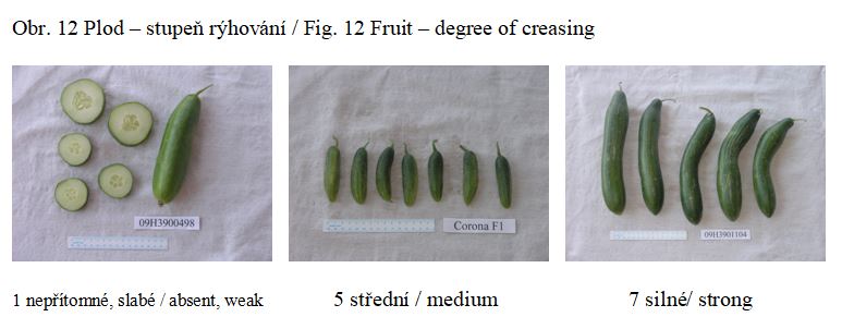025 Fruit – degree of creasing 