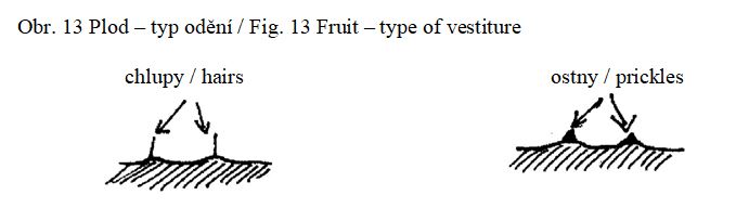 026 Fruit – type of vestiture