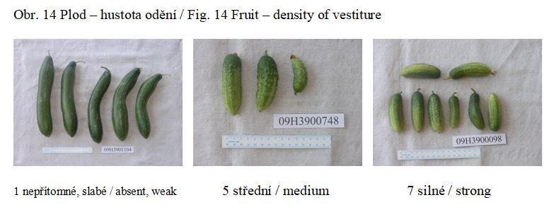 027 Fruit – density of vestiture