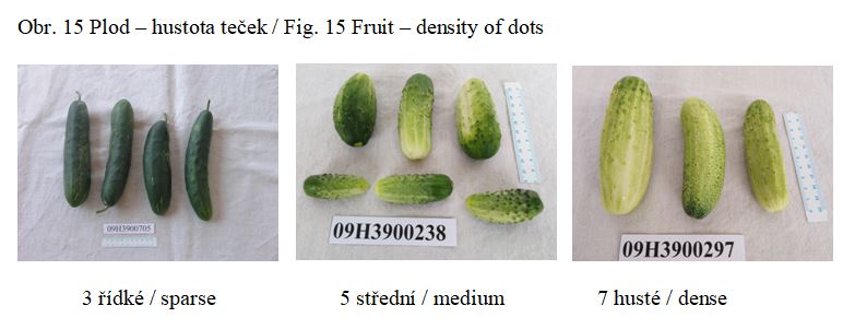 034 Fruit – density of dots