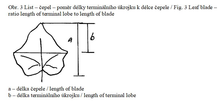 010 Leaf blade – ratio length of terminal lobe to length of blade 