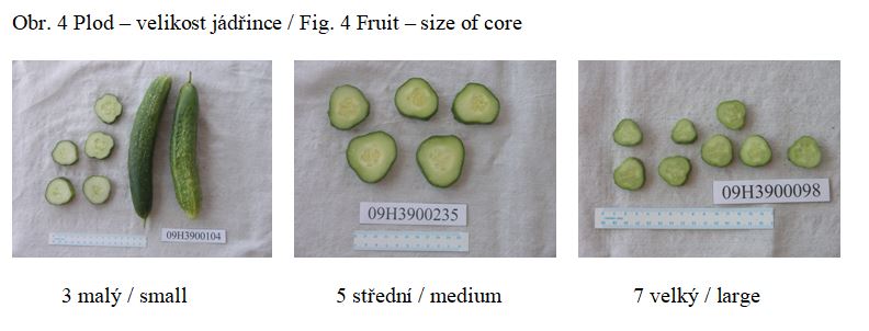 016 Fruit – size of core 