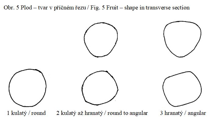 017 Fruit – shape in transverse section