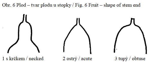 018 Fruit – shape of stem end