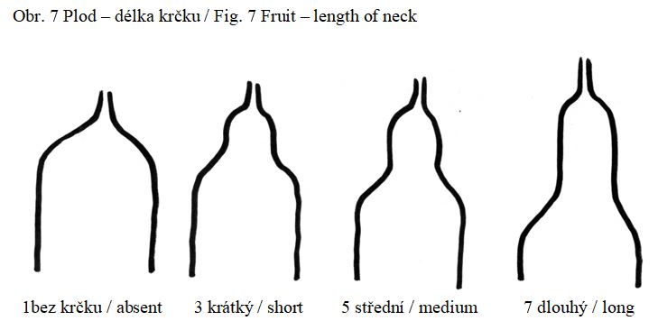 019 Fruit – length of neck 