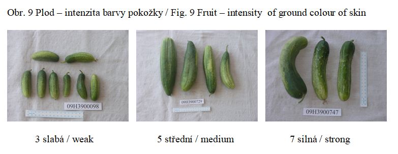 022 Fruit – intensity  of ground colour of skin (excluding white varieties)