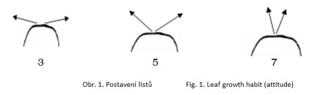 001 Leaf growth habit (attitude)