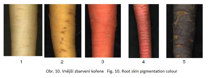 012 Root skin pigmentation colour