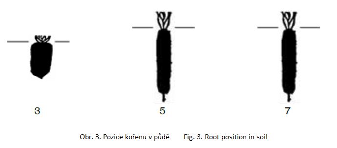 005 Root position in soil