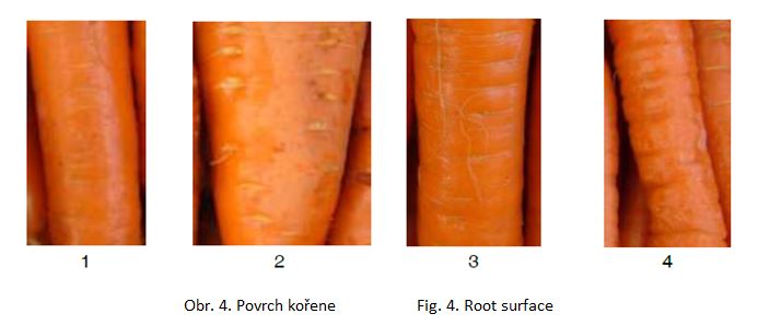 006 Root surface