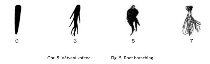 007 Root branching