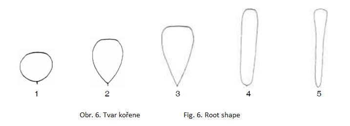 008 Root shape