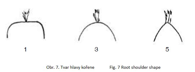 009 Root shoulder shape