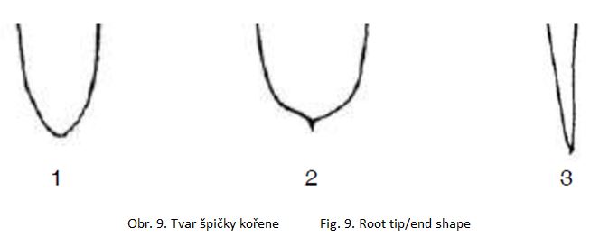 011 Root tip/end shape